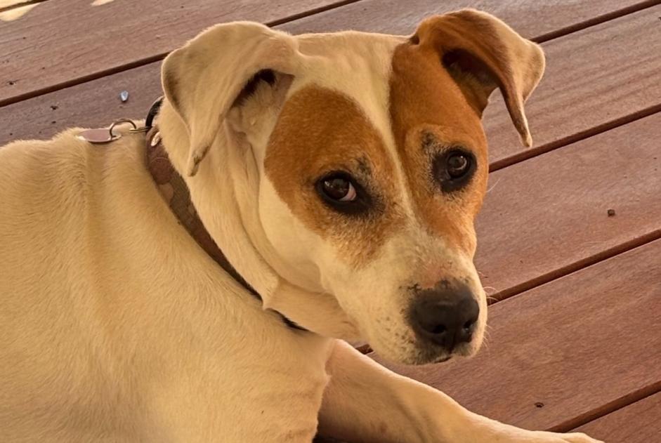 Vermisstmeldung Hund Männliche , 11 jahre Niort Frankreich Vermisstmeldung Hund Männliche , 11 jahre Niort Frankreich