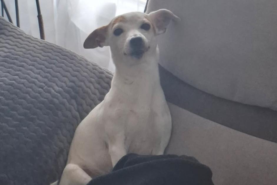 Alerte Disparition Chien Femelle , 7 ans Thouars France Alerte Disparition Chien Femelle , 7 ans Thouars France