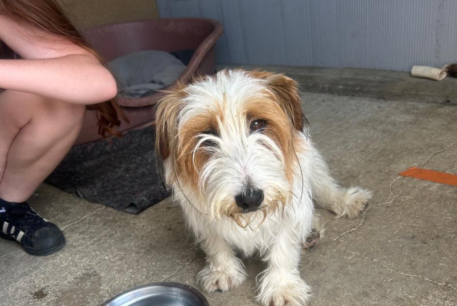 Ontdekkingsalarm Hond rassenvermenging Mannetje Saint-Martin-de-Sanzay Frankrijk Ontdekkingsalarm Hond rassenvermenging Mannetje Saint-Martin-de-Sanzay Frankrijk